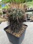 Preview: Ferocactus fordii